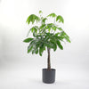Money Tree