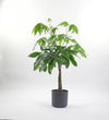 Money Tree