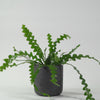 Fishbone Cactus