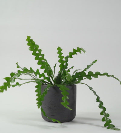 Fishbone Cactus