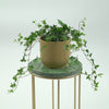 English Ivy