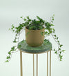 English Ivy