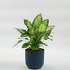 Dumb Cane
