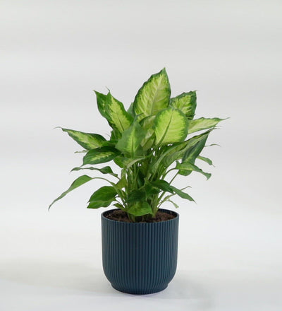 Dumb Cane