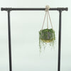 String of Pearls & Pot