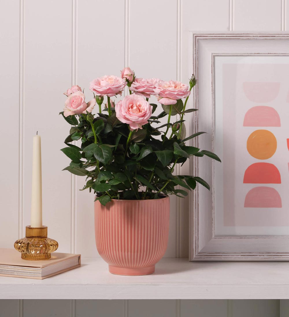 Rose Plant