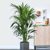Kentia Palm