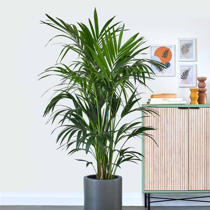 Kentia Palm
