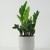 Large ZZ Plant