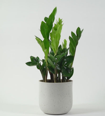 Large ZZ Plant