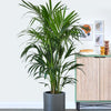 Kentia Palm