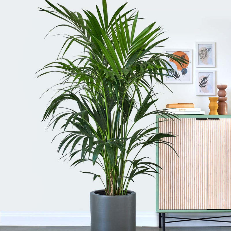Kentia Palm