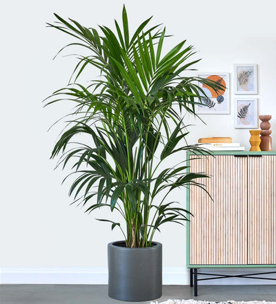 Kentia Palm