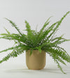 Boston Fern
