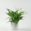 Peace Lily