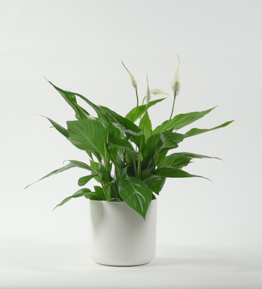 Peace Lily