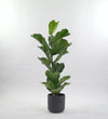 Fiddle-Leaf Fig