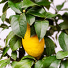Lemon Tree