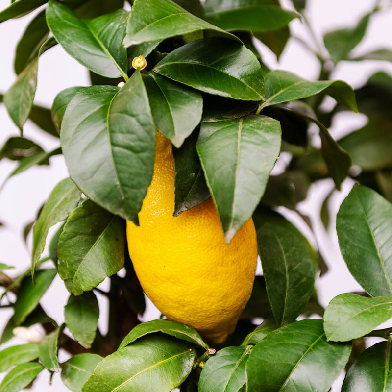 Lemon Tree