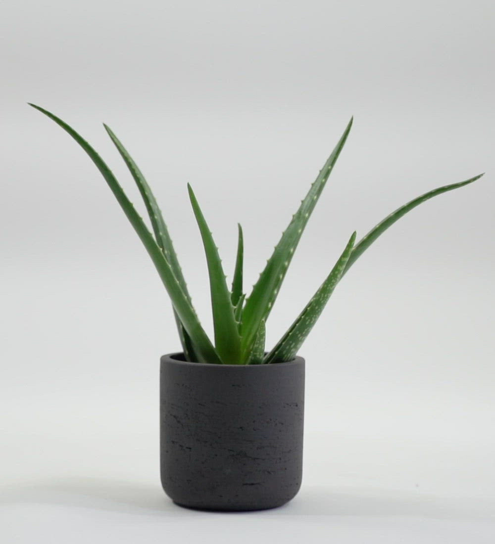 Aloe Vera