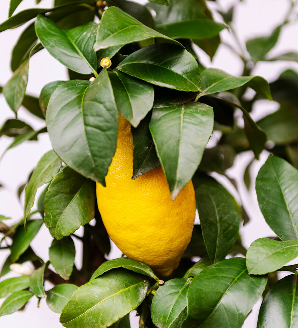 Lemon Tree