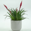Vriesea Astrid
