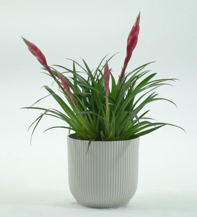 Vriesea Astrid