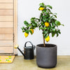 Lemon Tree