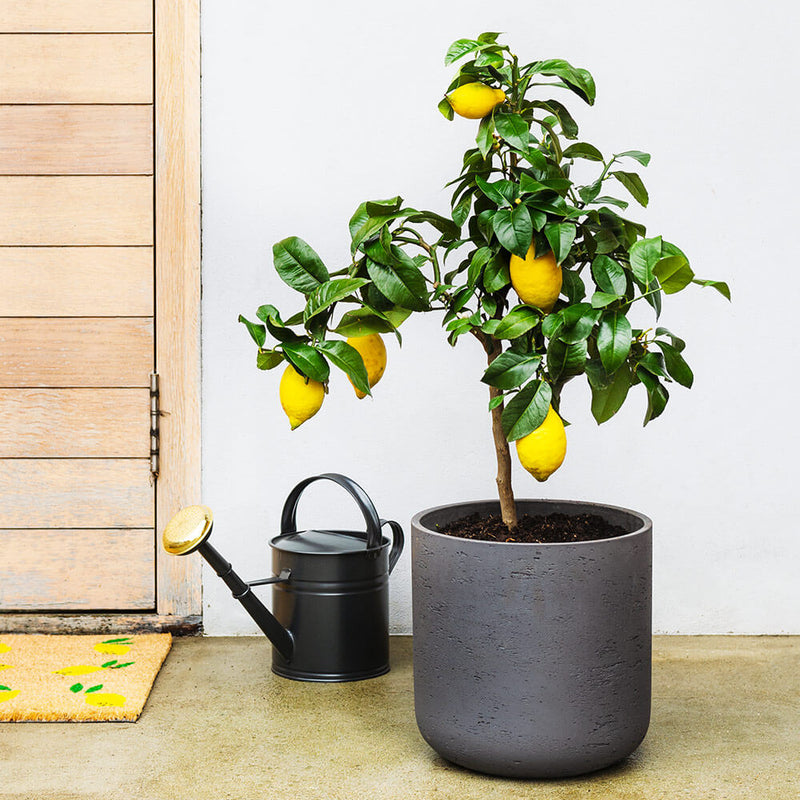 Lemon Tree