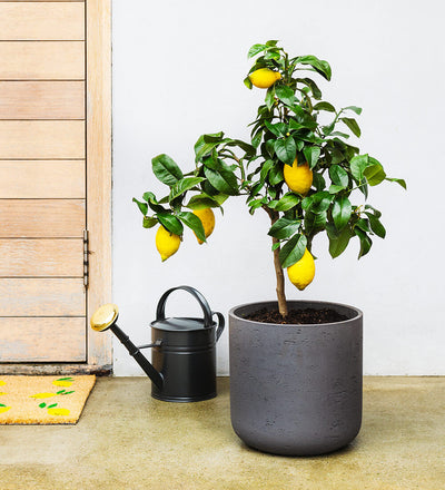 Lemon Tree
