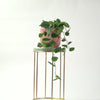 Satin Pothos