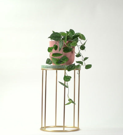 Satin Pothos
