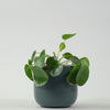 Chinese Money Plant