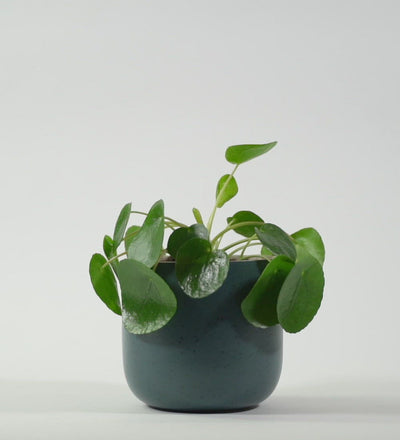 Chinese Money Plant