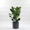 Rubber Plant