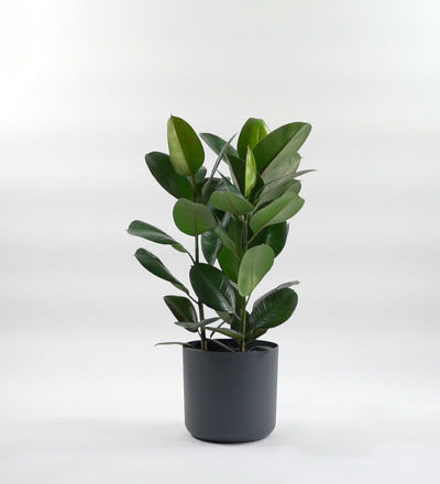 Rubber Plant