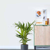 Kentia Palm