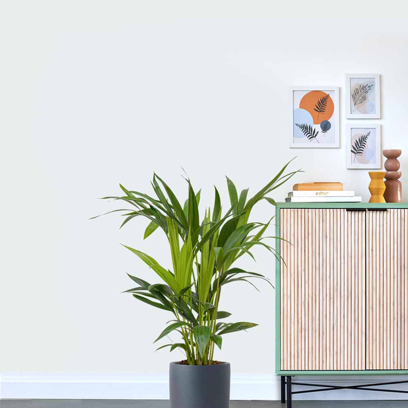 Kentia Palm