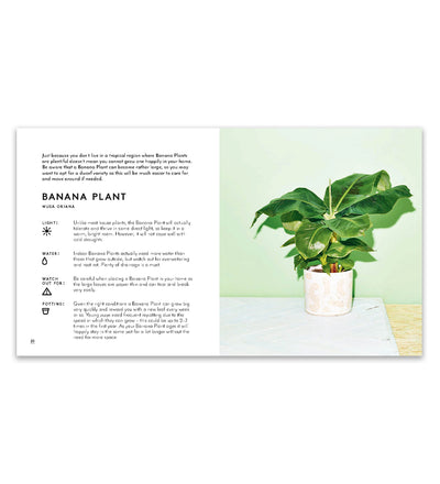Little Book of House Plants