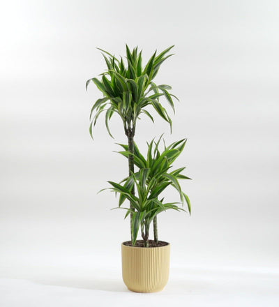 Dracaena Lemon & Lime