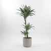 Large Dracaena Fragrans Warneckei