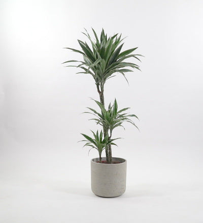 Large Dracaena Fragrans Warneckei