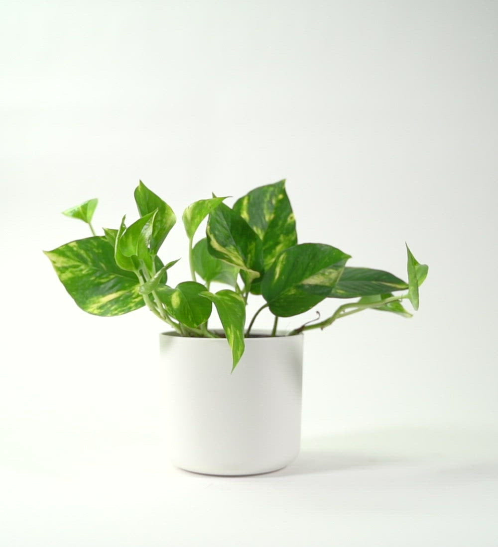 Devil's Ivy