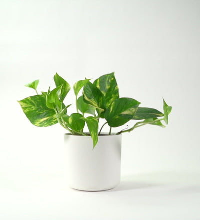 Devil's Ivy