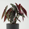 Polka Dot Begonia