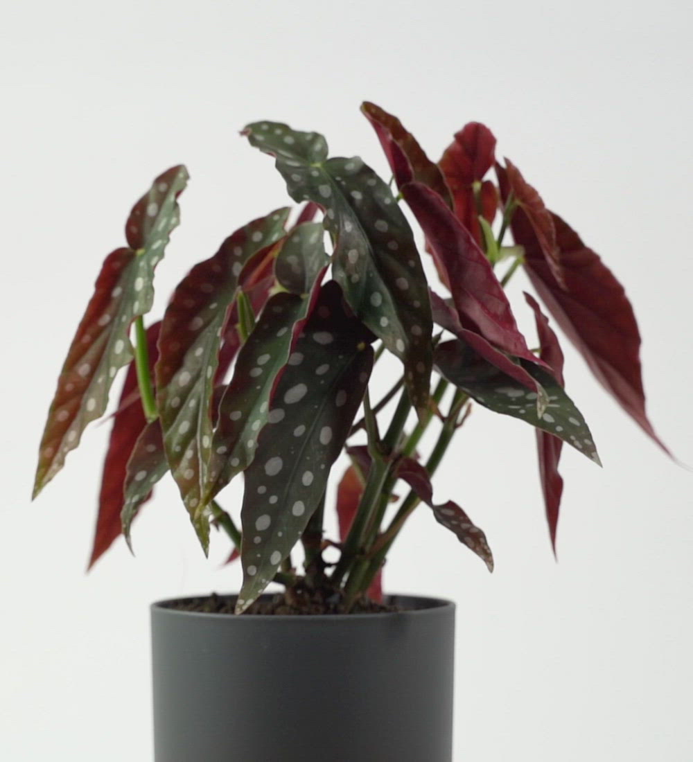 Polka Dot Begonia