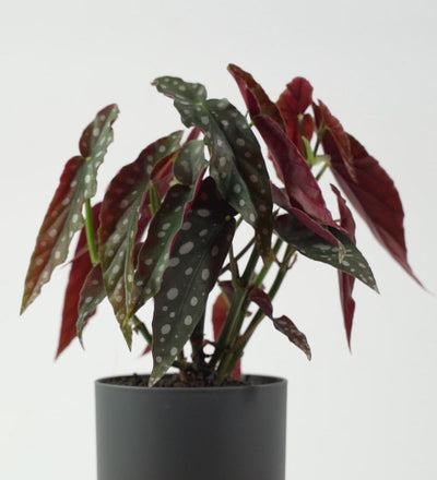 Polka Dot Begonia