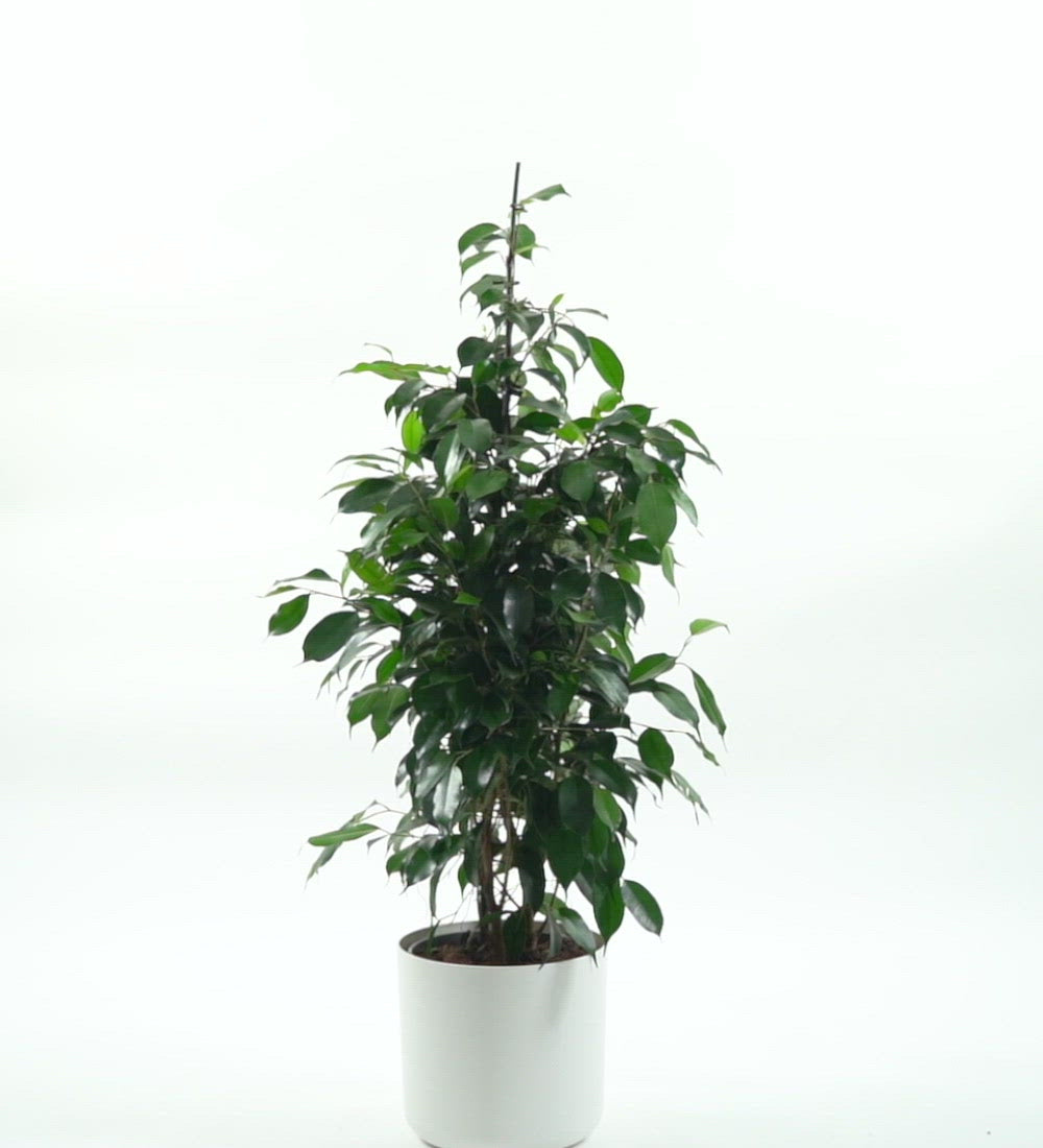 Ficus Benjamina