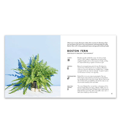 Little Book of House Plants