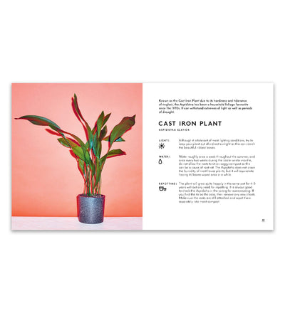 Little Book of House Plants
